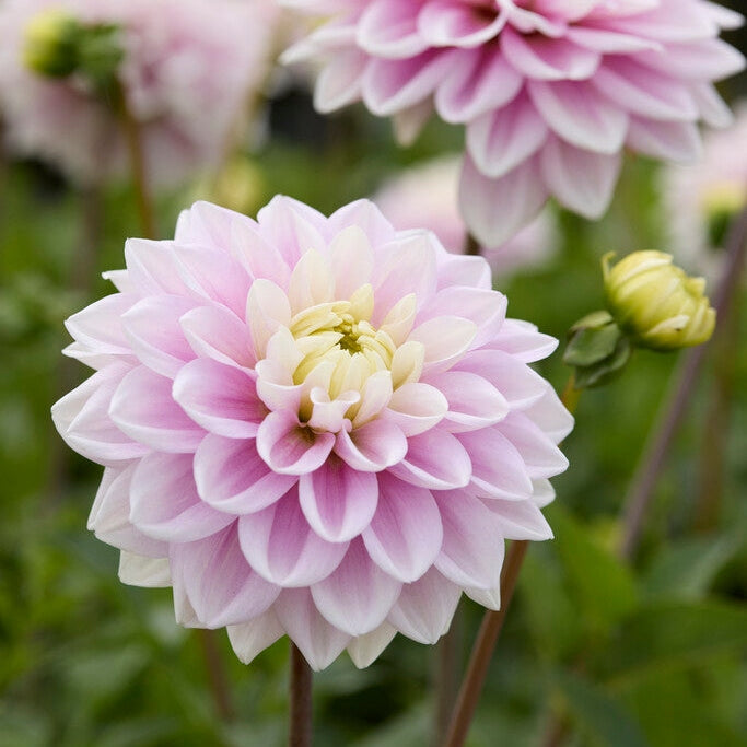 Dahlia Sweet Lucille Dekorativ 1-pack NYHET